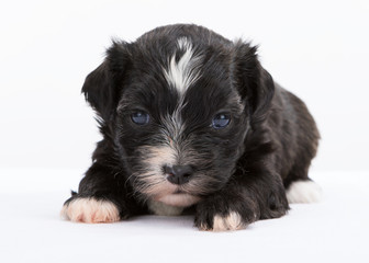 havanese dog puppy newborn on white background