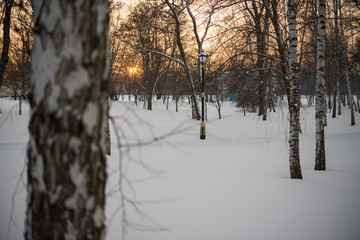 Winter. Sunset. Snow. Birches.
