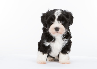 havanese dog puppy newborn on white background