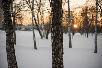 Winter. Sunset. Snow. Birches.