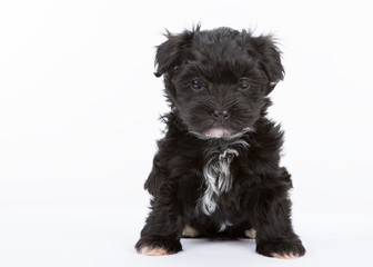 havanese dog puppy newborn on white background