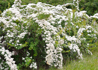 Bushes with white flowers.