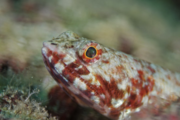 Red marbled Lizardfish, Eidechsenfisch (Synodus rubromarmoratus)