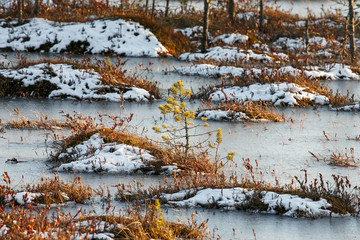 Fototapeta na wymiar Small pines on a swamp in winter