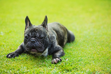 Fototapeta premium French bulldog puppy on a walk