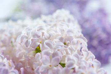 nice lilac