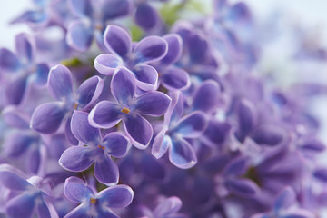 nice lilac