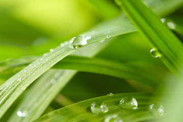 water drops on the green grass