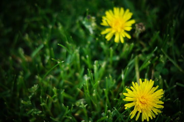 Obraz premium Nature, flowers, dandelions, spring, mother and stepmother