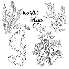 Marine algae.  Vector hand-drawn illustration on a white background. Collection of isolated outline elements for design.