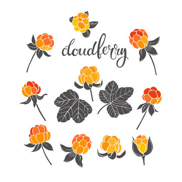 Cloudberry. Vector hand-drawn illustration on a white background. Collection of isolated  elements for design.