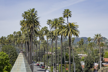 Some palm trees at Beverly Hills