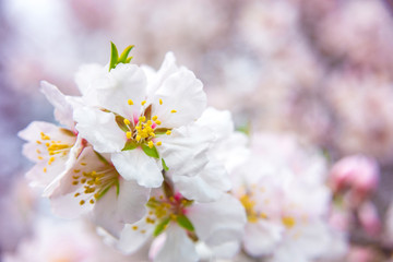 Pink flowers, almond tree branch blossom in spring