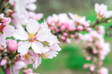 Pink flowers, almond tree branch blossom in spring