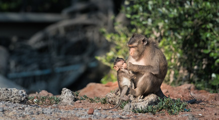 Fototapeta na wymiar monkey life
