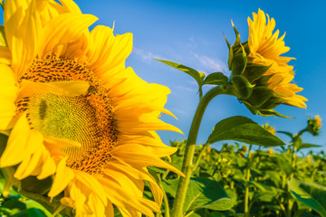 Sun flowers in the summer time