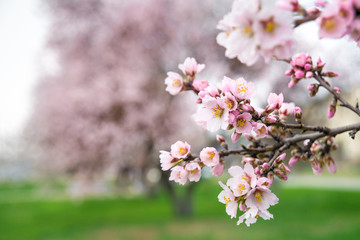 Pink flowers, almond tree branch blossom in spring