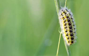 Raupe des Sechsfleck Widderchens