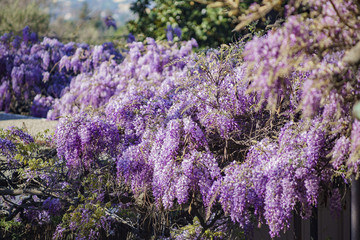 The world oldest Wistaria blossom displaying