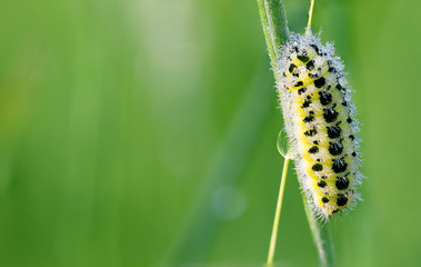Raupe des Sechsfleck Widderchens