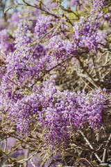Fototapeta premium The world oldest Wistaria blossom displaying