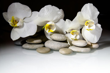 white orchids and pearls lie on the rocks 
