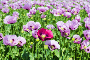 Pink poppy flowers with one red poppy between them.