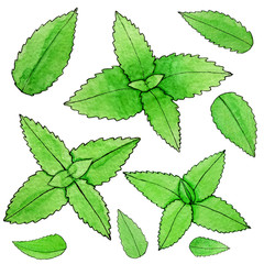 Hand drawn watercolor mint isolated on the white background