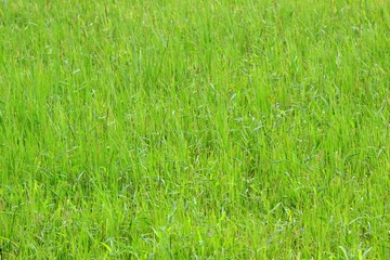 Young rice field after rain with drops 