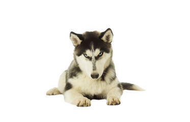 Husky dog on white background