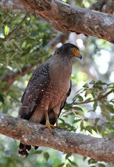 Crested serpent eagle, Spilornis cheela spilogaster, Sri Lanka