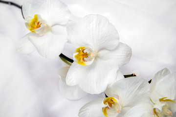 Naklejka na ściany i meble The branch of white orchids on white fabric background