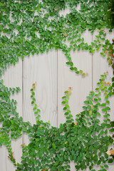 Ivy on old wooden planks for background. Abstract background.