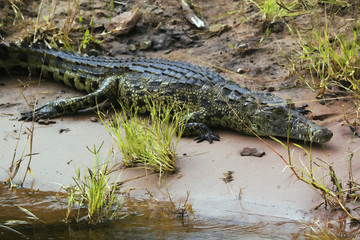 Chobe National Park, Botswana: a Nile Crocodile