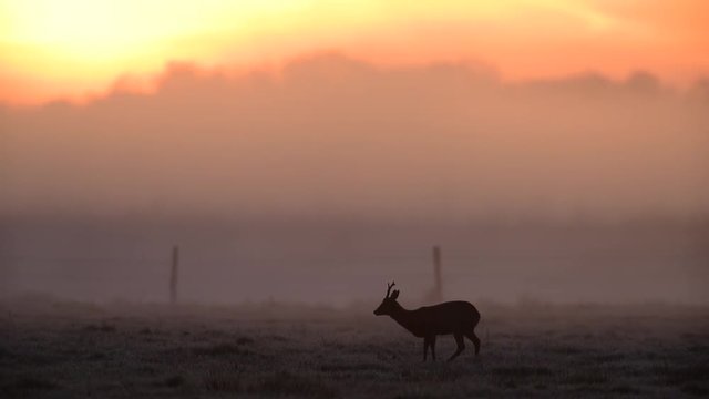 Rehbock im Morgennebel