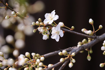 Buds of apple tree