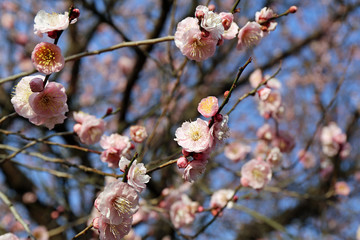 梅の花
