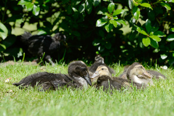 Domesticated ducks lying on meadow