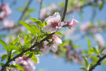 Obraz premium Peach Blossoms in Spring in North India