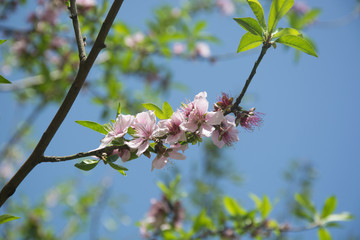 Peach Blossoms in Spring in North India