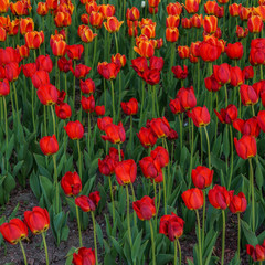 Photo of red tulips outdoors