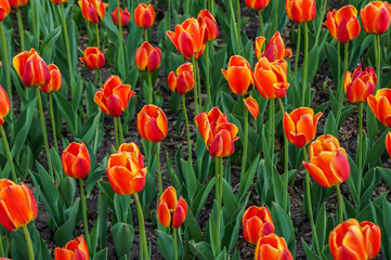Photography of red tulips outdoors