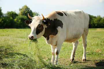 Fototapeta na wymiar Cow on the pasture