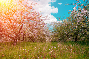 Fototapety  Sad jabłkowy, jabłoń Vintage kwiat. Naturalne tło wiosna