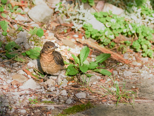 The nestling flew out of the nest and takes the first steps on the ground