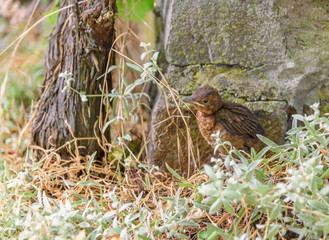 Nestling flew out of the nest and takes the first steps on the ground