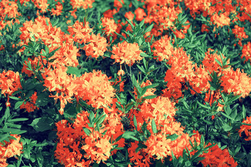 Rhododendron flowers in the garden in sunny day