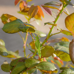 Locust in a natural habitat. Photohunting