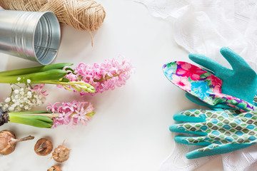 Gardening concept. Still life of seedling hyacinth, garden tools, scissors, twine, tubers-bulbs gladiolus with copy space. Top view. Spring background.