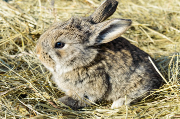 A small rabbit sits on a dry grass (hay). View in profile.